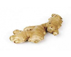 Zázvor