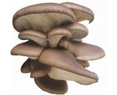 Hlíva ústřičná - houby čerstvé